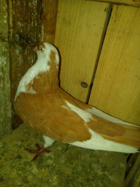  - galateni si moriscari matca 2017