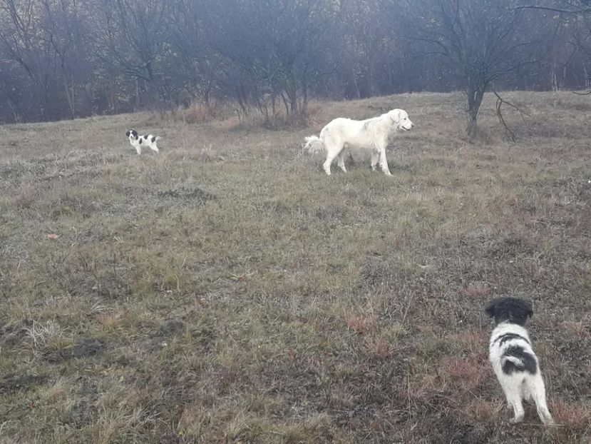 Milo si copii - Cuib 2017