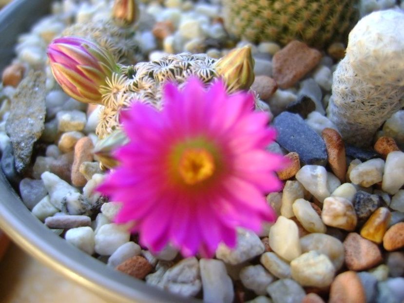Mammillaria hernandezii - Cactusi 2017 final de an