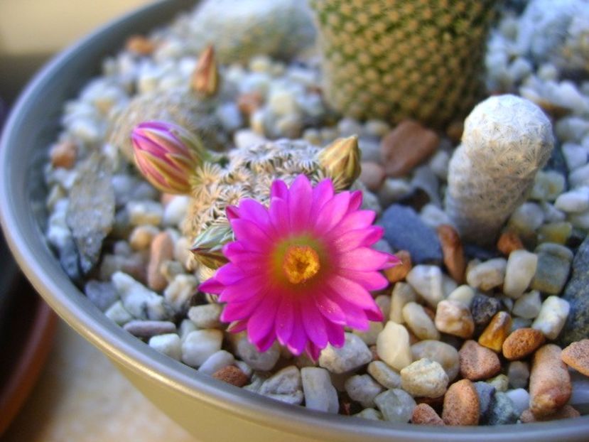 20 nov. 2017: Mammillaria hernandezii - Flori in plina iarna