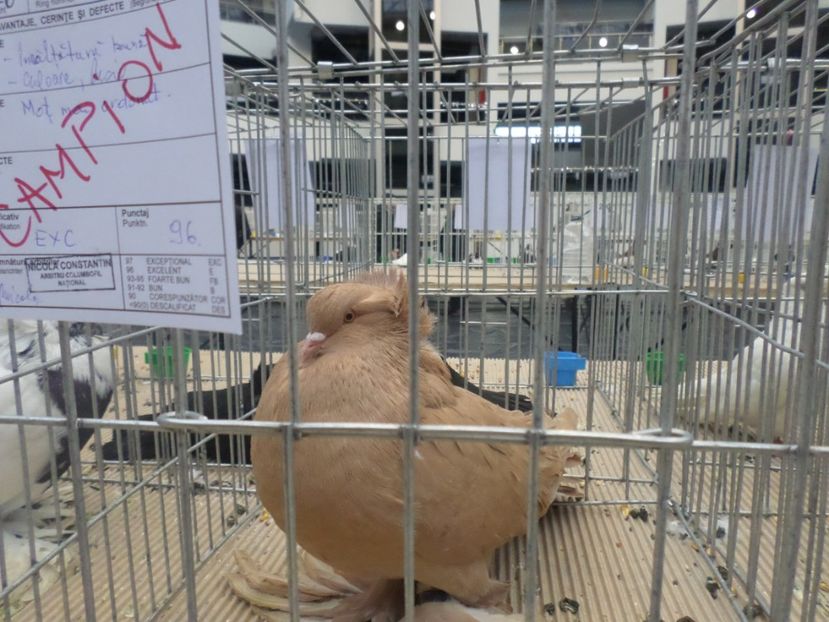 FEM 2016 CAMPION 2017 CRAIOVA - PORUMBEII MEI IN EXPOZITIA CRAIOVA NOV 2017