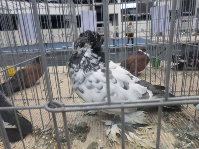 SAM_4664 - PORUMBEII MEI IN EXPOZITIA CRAIOVA NOV 2017