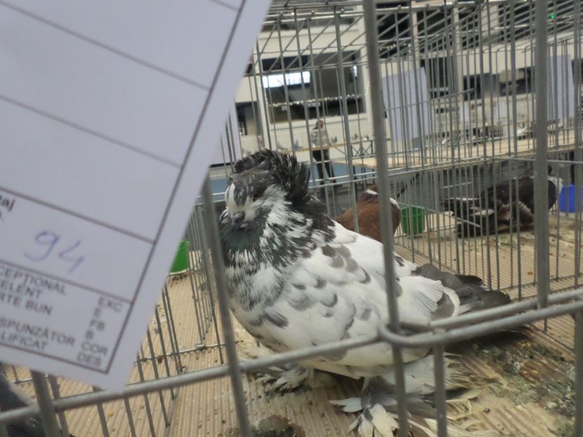 FEM 2017 94 PUNCTE - PORUMBEII MEI IN EXPOZITIA CRAIOVA NOV 2017