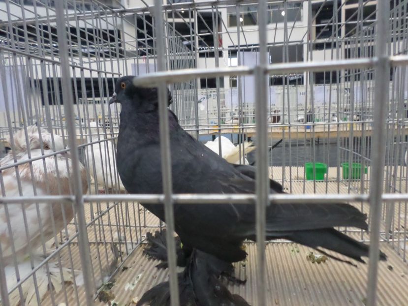 SAM_4667 - PORUMBEII MEI IN EXPOZITIA CRAIOVA NOV 2017