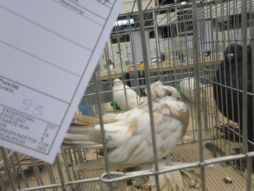 SAM_4670 - PORUMBEII MEI IN EXPOZITIA CRAIOVA NOV 2017