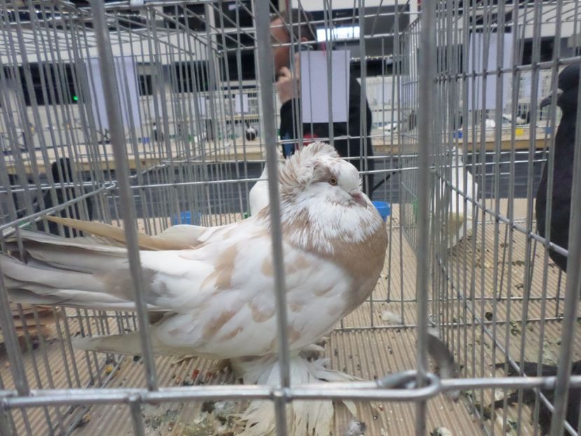 MASC.2017 93 PUNCTE - PORUMBEII MEI IN EXPOZITIA CRAIOVA NOV 2017