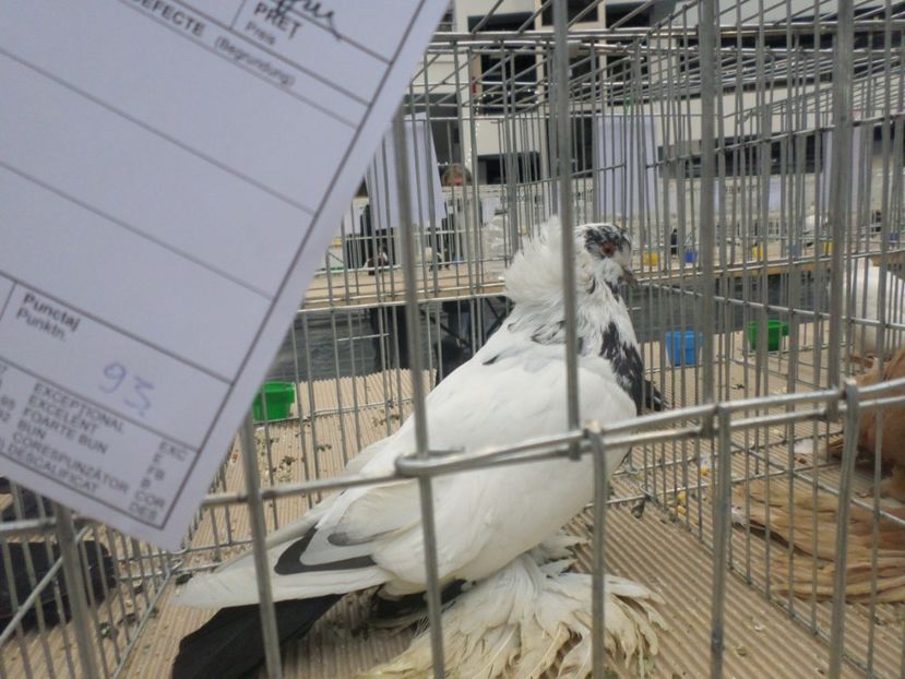 FEM 93 PUNCTE - PORUMBEII MEI IN EXPOZITIA CRAIOVA NOV 2017