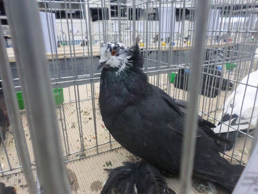 SAM_4676 - PORUMBEII MEI IN EXPOZITIA CRAIOVA NOV 2017