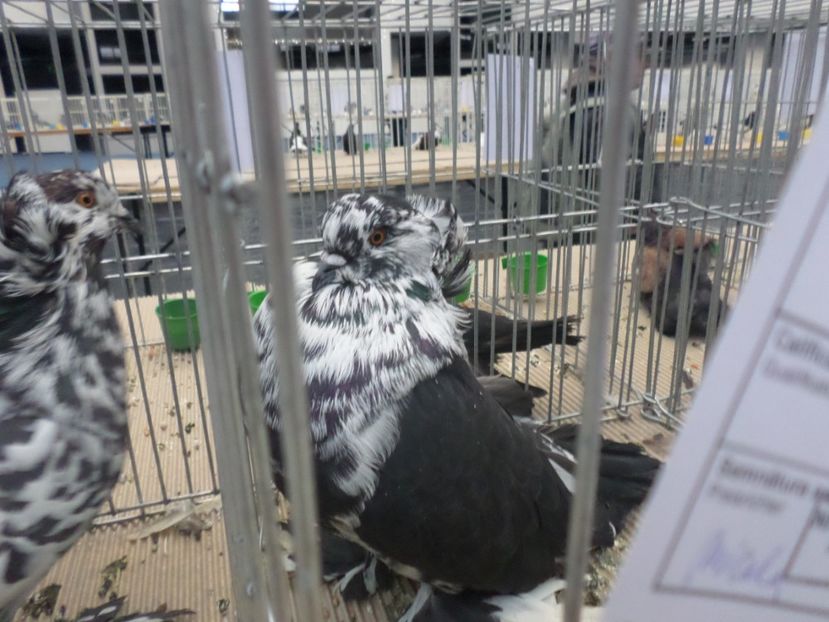 SAM_4678 - PORUMBEII MEI IN EXPOZITIA CRAIOVA NOV 2017