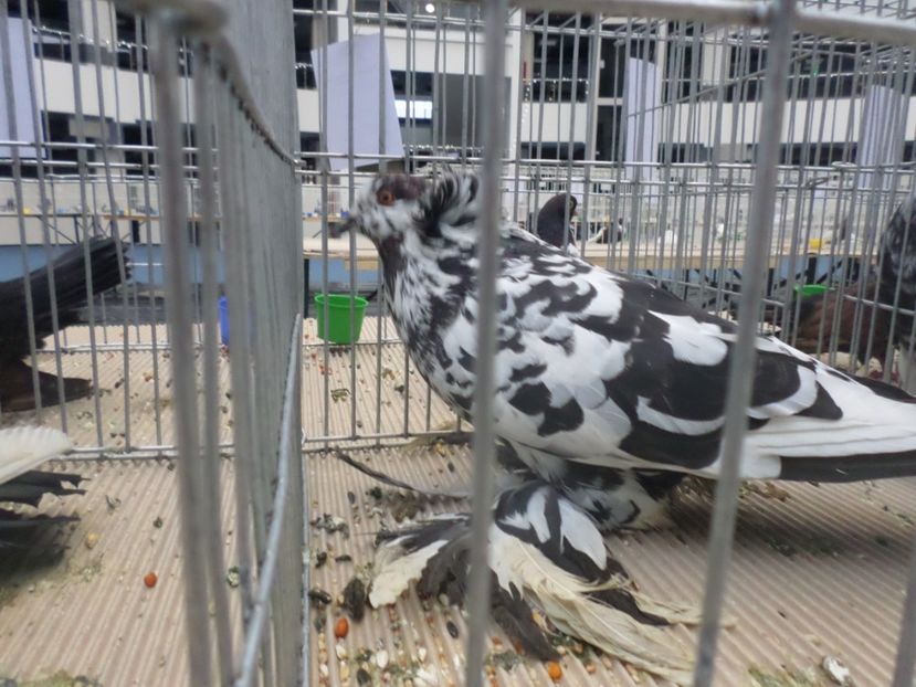 SAM_4681 - PORUMBEII MEI IN EXPOZITIA CRAIOVA NOV 2017