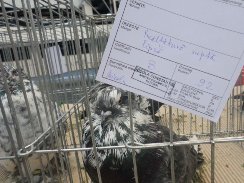 SAM_4684 - PORUMBEII MEI IN EXPOZITIA CRAIOVA NOV 2017