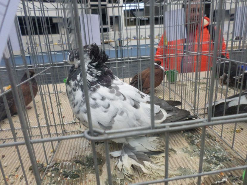 SAM_4688 - PORUMBEII MEI IN EXPOZITIA CRAIOVA NOV 2017