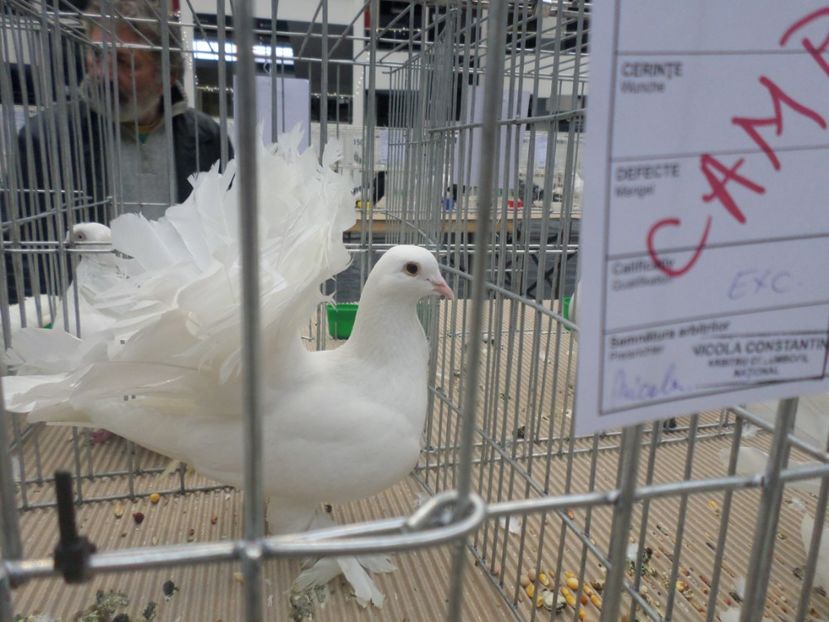 SAM_4690 - EXPOZITIE CRAIOVA 2017