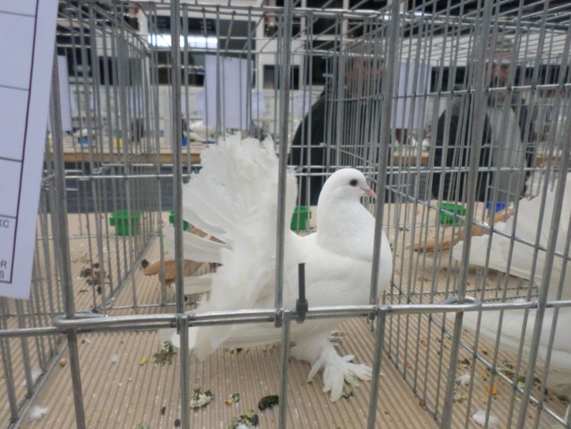 SAM_4691 - EXPOZITIE CRAIOVA 2017