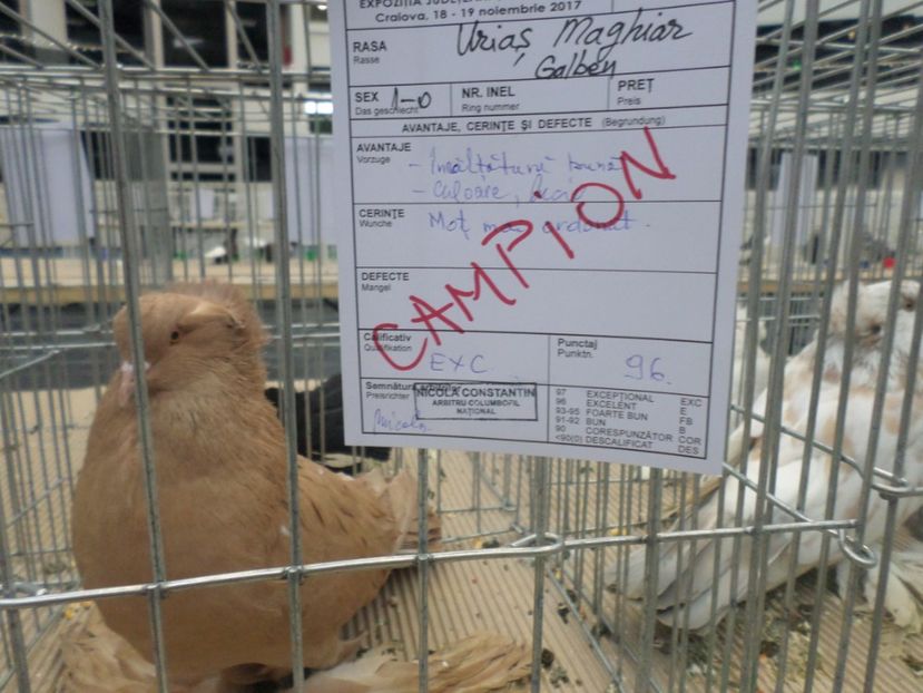 SAM_4692 - PORUMBEII MEI IN EXPOZITIA CRAIOVA NOV 2017