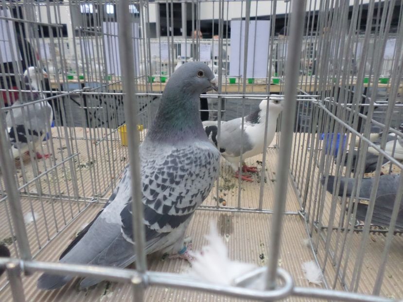 SAM_4697 - EXPOZITIE CRAIOVA 2017