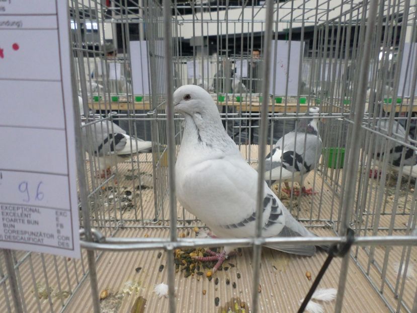 SAM_4699 - EXPOZITIE CRAIOVA 2017