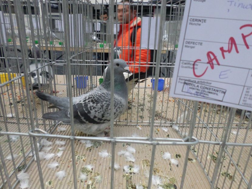 SAM_4701 - EXPOZITIE CRAIOVA 2017