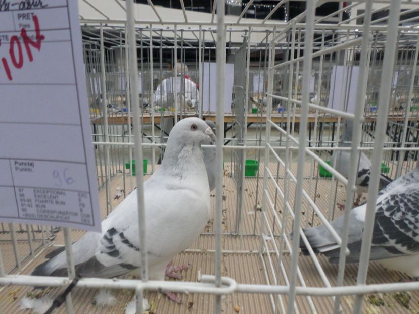 SAM_4707 - EXPOZITIE CRAIOVA 2017