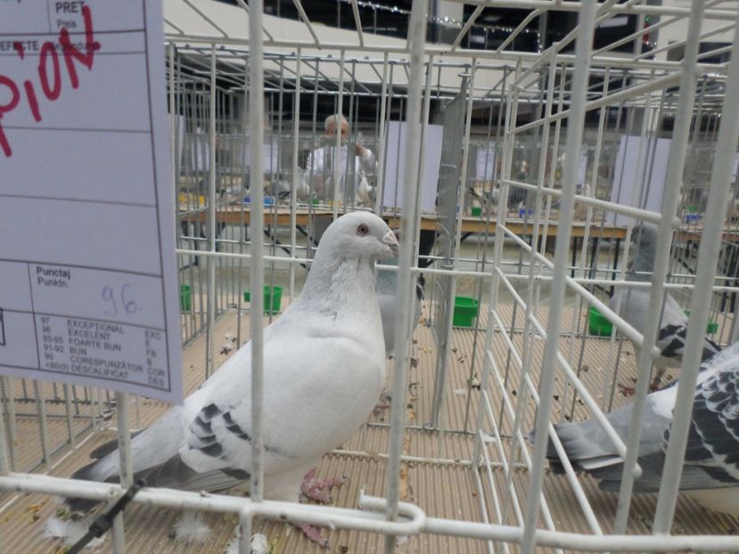 SAM_4708 - EXPOZITIE CRAIOVA 2017