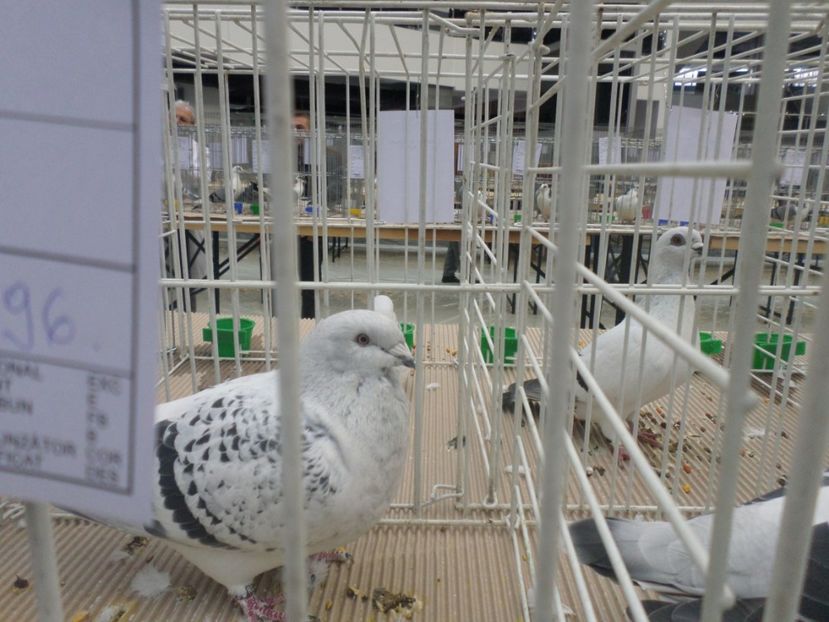 SAM_4709 - EXPOZITIE CRAIOVA 2017