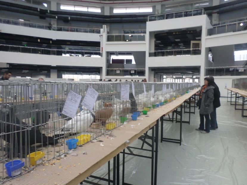 SAM_4712 - EXPOZITIE CRAIOVA 2017