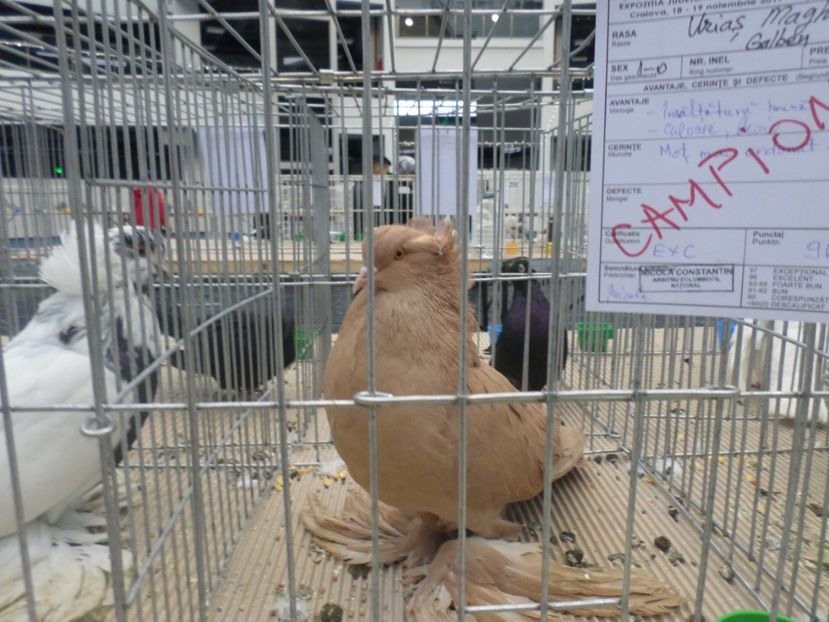 SAM_4713 - EXPOZITIE CRAIOVA 2017