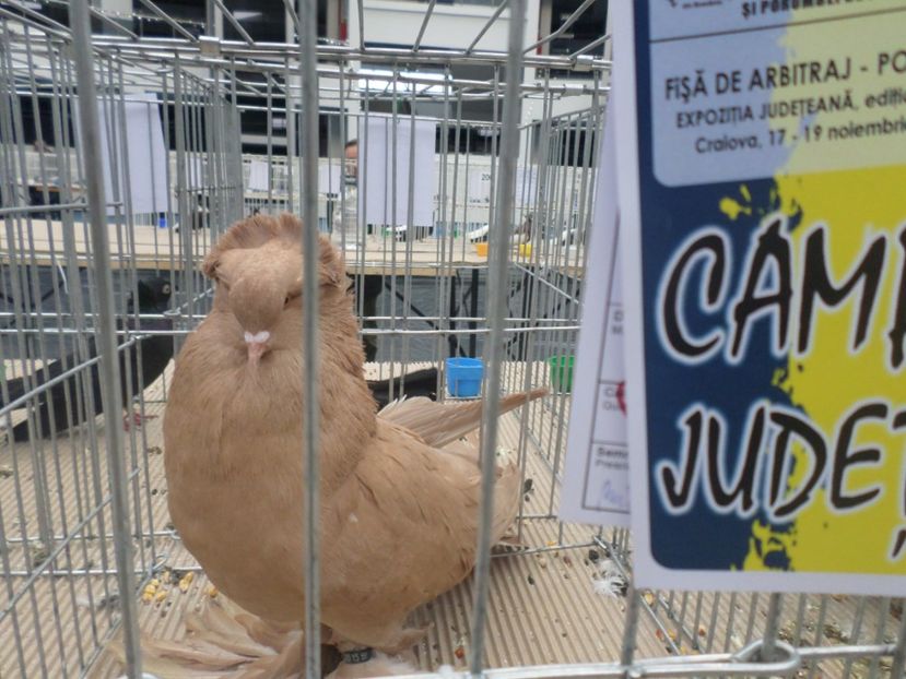 SAM_4720 - PORUMBEII MEI IN EXPOZITIA CRAIOVA NOV 2017