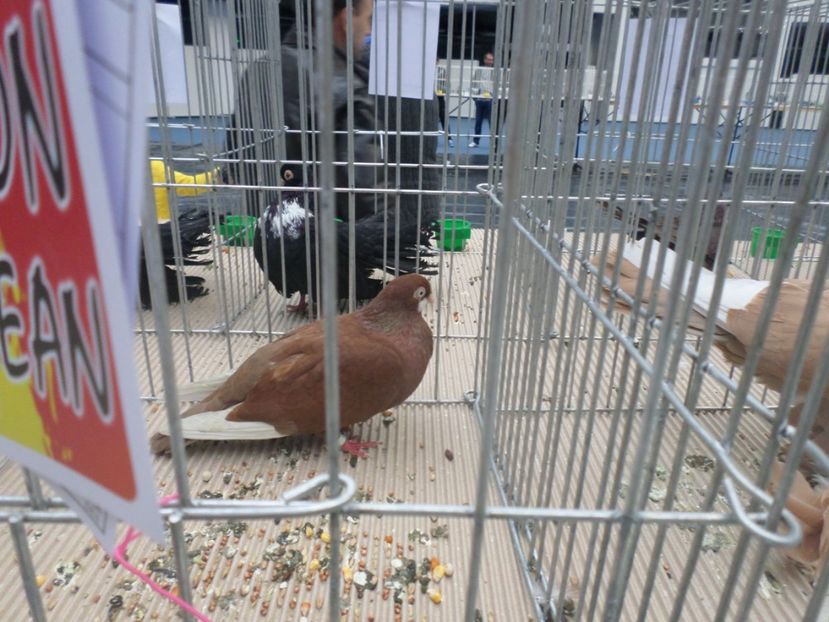 SAM_4721 - EXPOZITIE CRAIOVA 2017