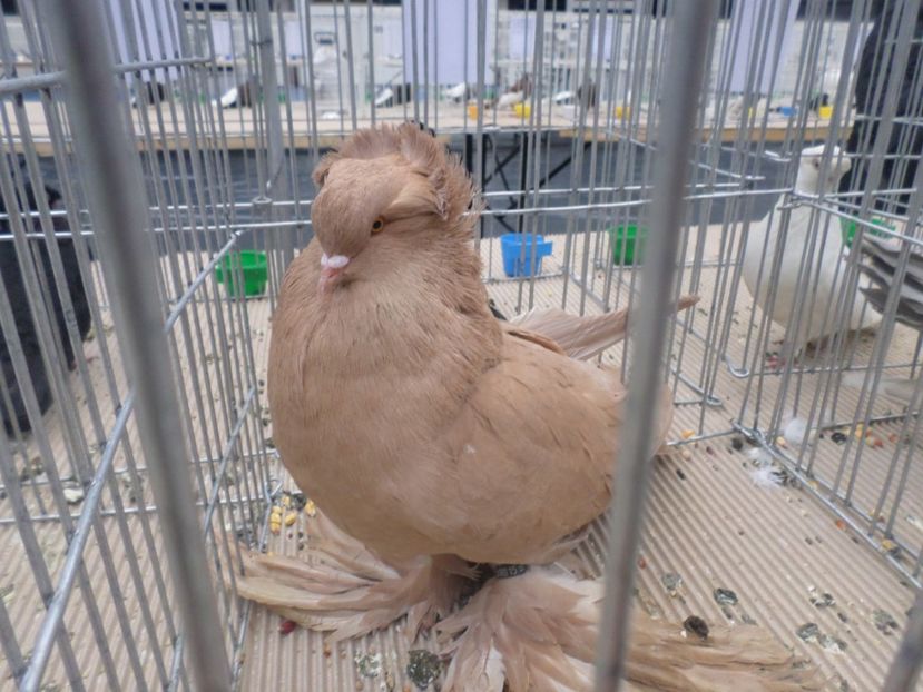 SAM_4722 - EXPOZITIE CRAIOVA 2017