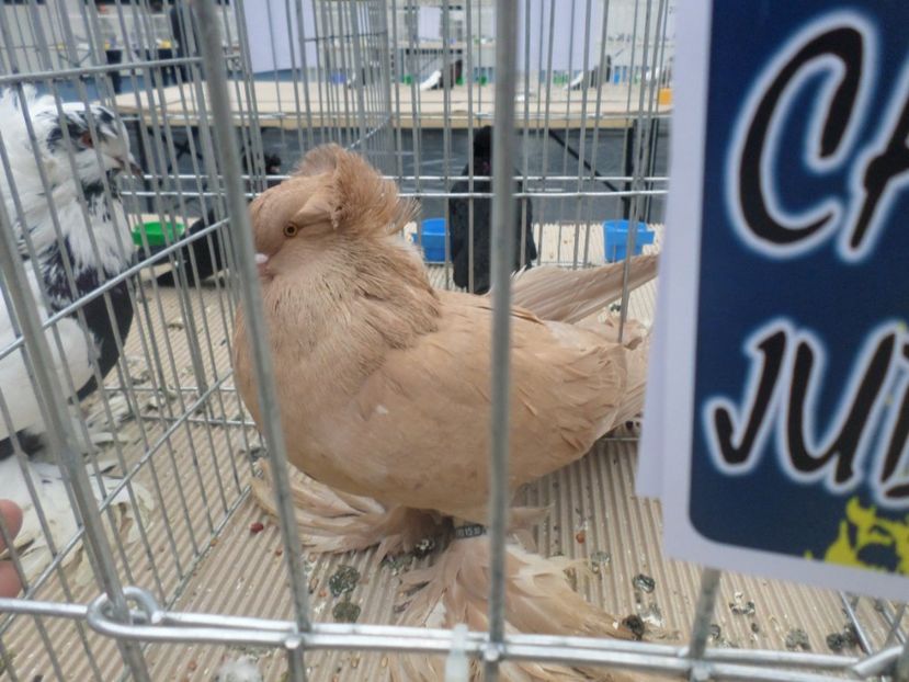 FEM. URIAS  MAGHIAR  CAMPION  CRAIOVA 2017 - AAAAA CAMPIONII MEI LA EXPO 2017 FAUNA BANIEI