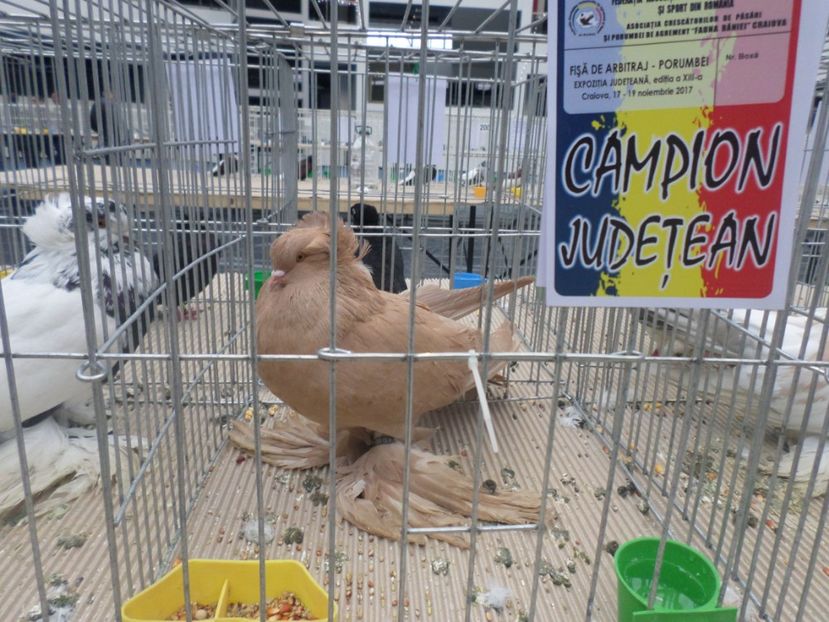 SAM_4725 - AAAAA CAMPIONII MEI LA EXPO 2017 FAUNA BANIEI