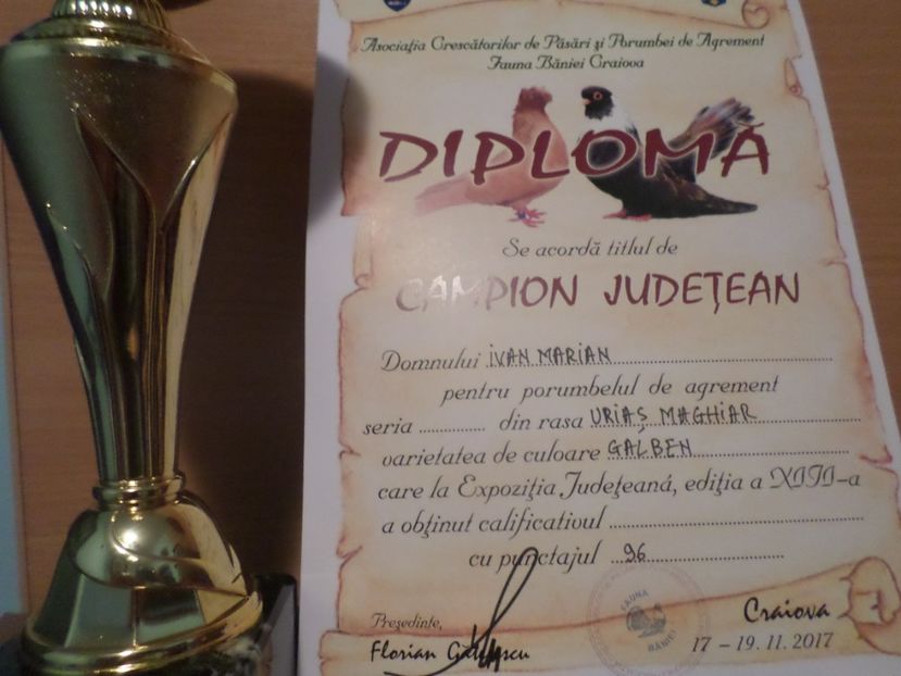 SAM_4728 - PORUMBEII MEI IN EXPOZITIA CRAIOVA NOV 2017