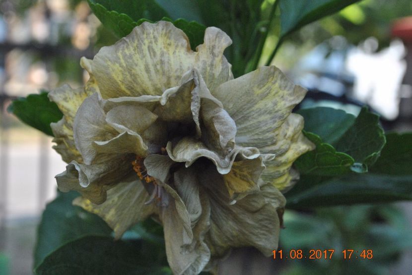 Radu's Tiger - Hibiscus - Radu s Tiger