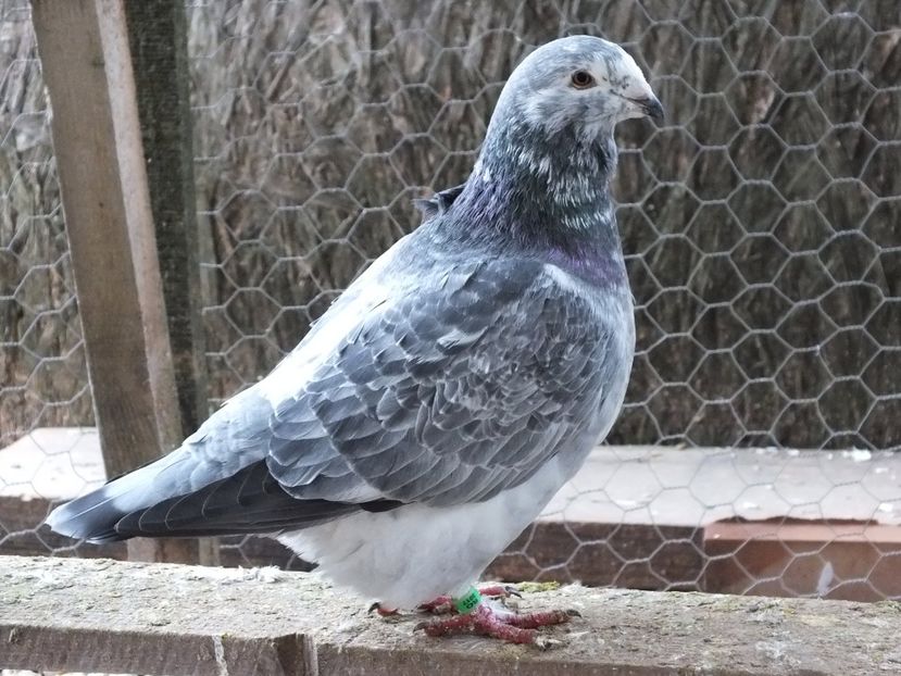 024 - Voiajori Standard