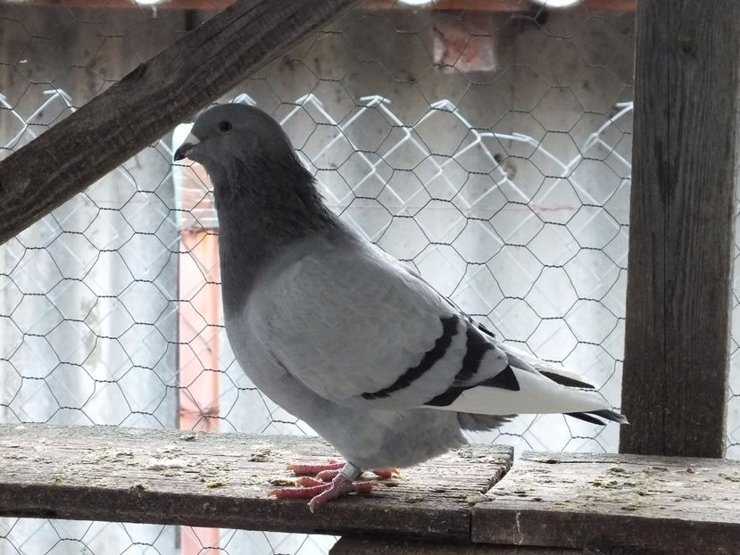 027 - Voiajori Standard