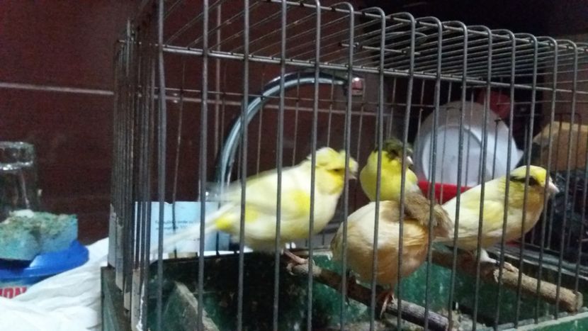  - Matca canari