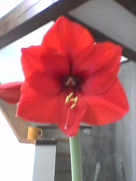 Photo1213 - Amarilis 2017- 2018