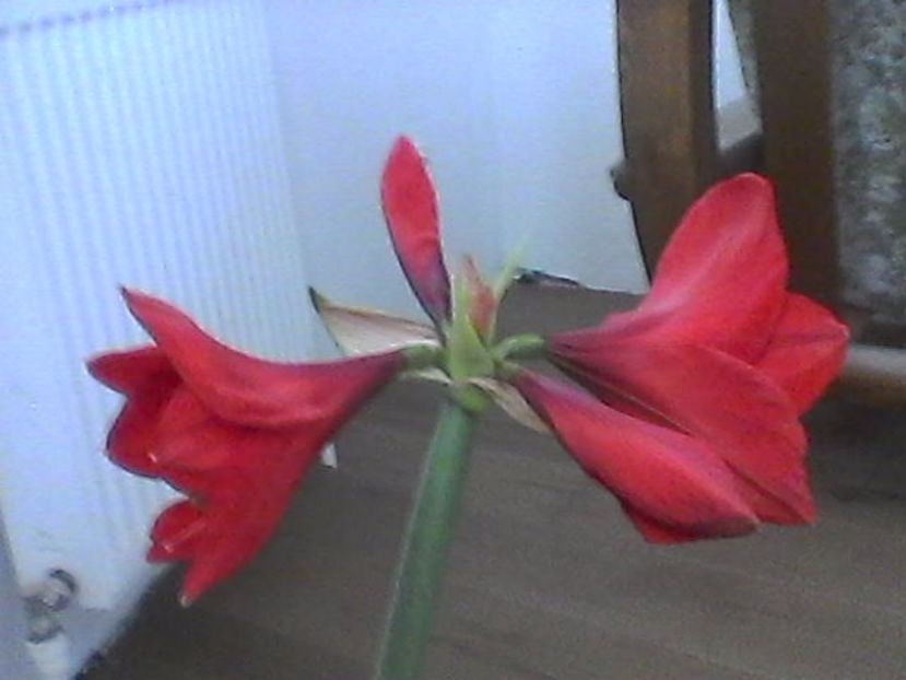 Photo1216 - Amarilis 2017- 2018