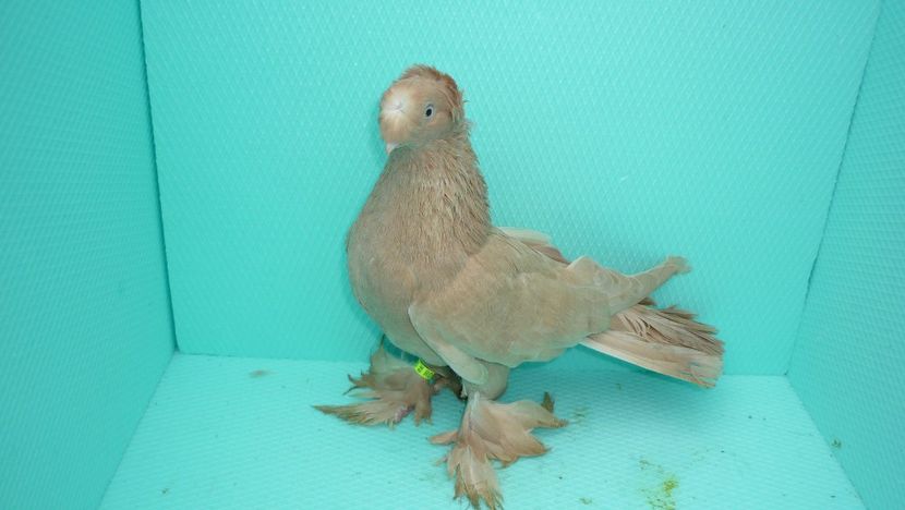 F 9340 - Jucatori de Botosani poze