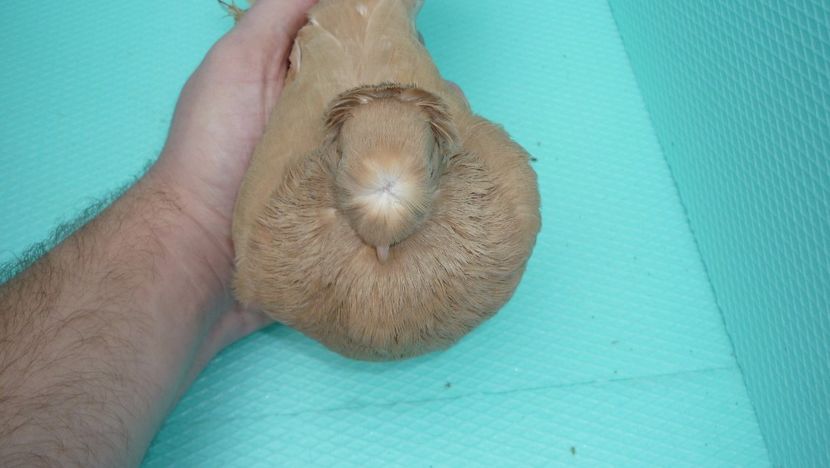 F 9340 - Jucatori de Botosani poze