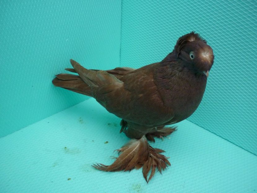 F 9355 - Jucatori de Botosani poze