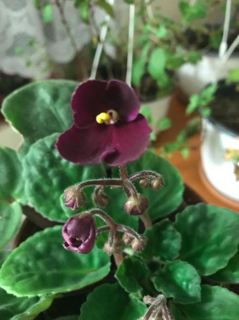  - Violete