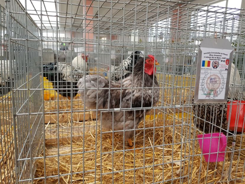  - Rezultatele obținute la CUPA BANATULUI 2017