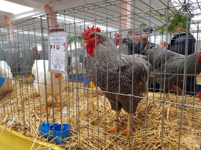  - Rezultatele obținute la CUPA BANATULUI 2017