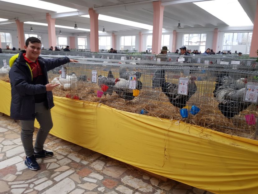  - Rezultatele obținute la CUPA BANATULUI 2017