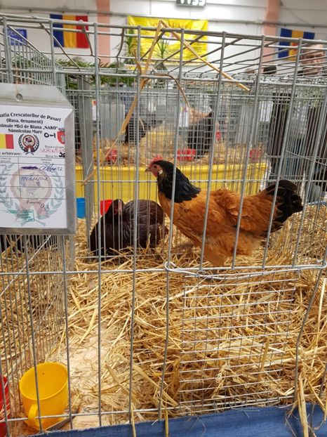  - Rezultatele obținute la CUPA BANATULUI 2017