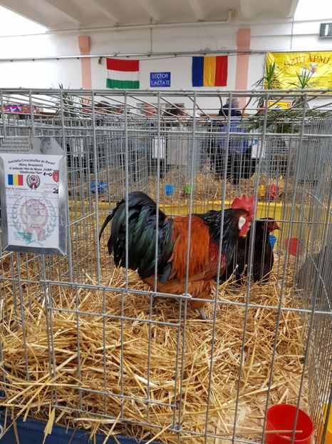  - Rezultatele obținute la CUPA BANATULUI 2017