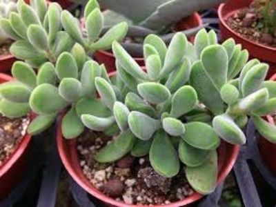 Crassula rogersii - 011 Dorinte