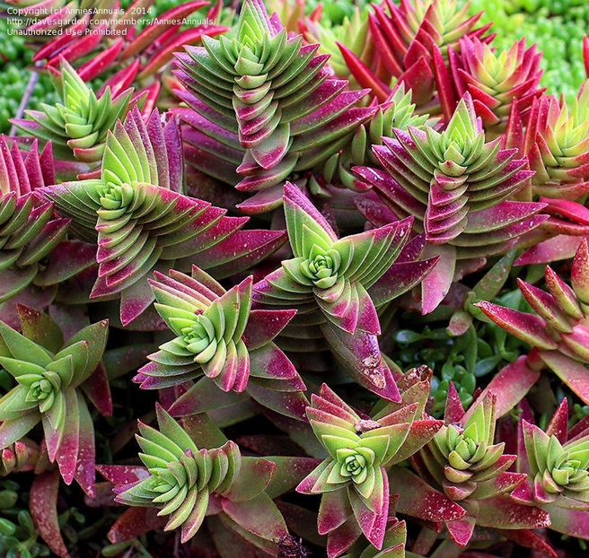 Crassula capitelia red pagoda - 011 Dorinte